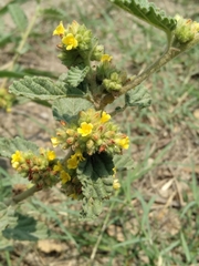 Waltheria indica