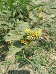 Waltheria indica