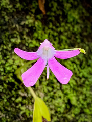 Impatiens acaulis