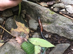 Plethodon yonahlossee