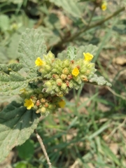 Waltheria indica