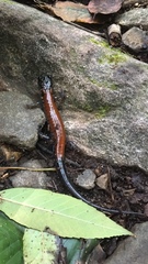 Plethodon yonahlossee