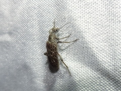 Retocomus wildii