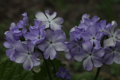 Primula sieboldii