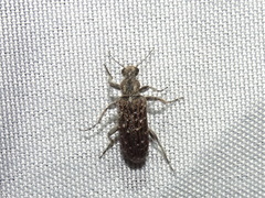 Retocomus wildii