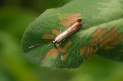 Coleophora deauratella