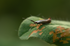 Coleophora deauratella