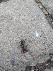 Thelyphonidae