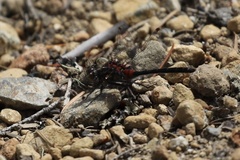 Leucorrhinia glacialis