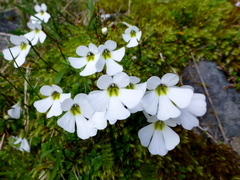 Ourisia caespitosa