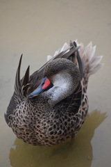 Anas bahamensis galapagensis