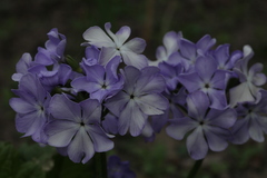 Primula sieboldii