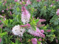 Veronica rakaiensis
