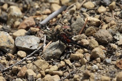 Leucorrhinia glacialis