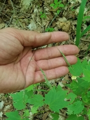 Melica smithii