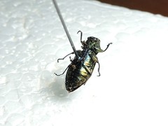 Chrysobothris igniventris