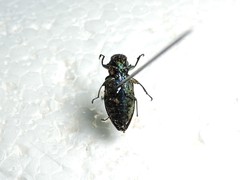 Chrysobothris igniventris