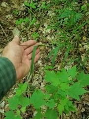 Melica smithii
