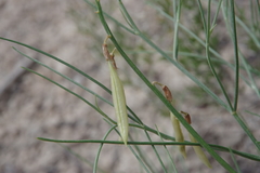 Astragalus lonchocarpus