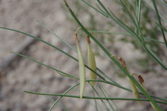 Astragalus lonchocarpus