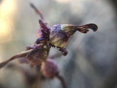 Pedicularis parviflora