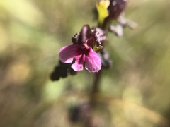 Pedicularis parviflora