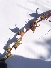 Pedicularis parviflora