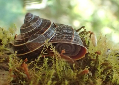 Tropidophora deliciosa