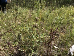Pedicularis parviflora