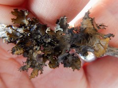 Tuckermanopsis americana