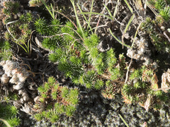 Selaginella hansenii