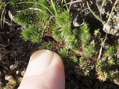 Selaginella hansenii