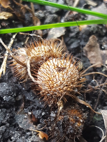 Roseta (Soliva anthemifolia)