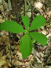 Isotria verticillata