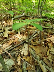 Isotria verticillata