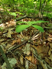 Isotria verticillata