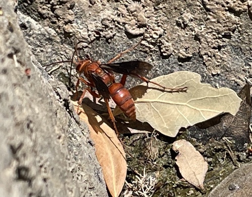 Western Red-tailed Spider Wasp photo 5