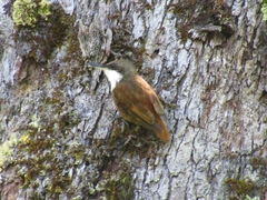 Pygarrhichas albogularis