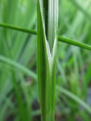 Carex pseudocyperus