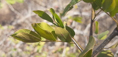 Haematoxylum brasiletto