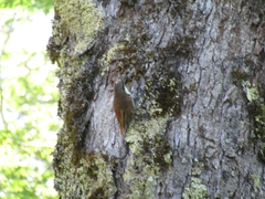 Pygarrhichas albogularis