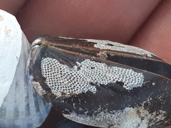 Einhornia crustulenta