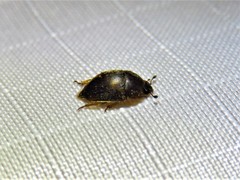 Amphicrossus ciliatus