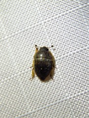 Amphicrossus ciliatus