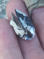 Einhornia crustulenta