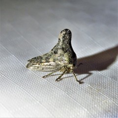 Glossonotus acuminatus