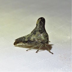 Glossonotus acuminatus