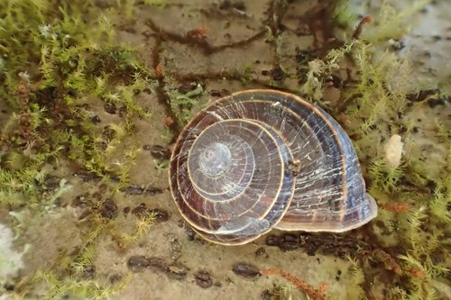 Tropidophora deliciosa