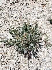 Hesperidanthus suffrutescens