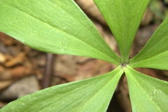 Isotria verticillata